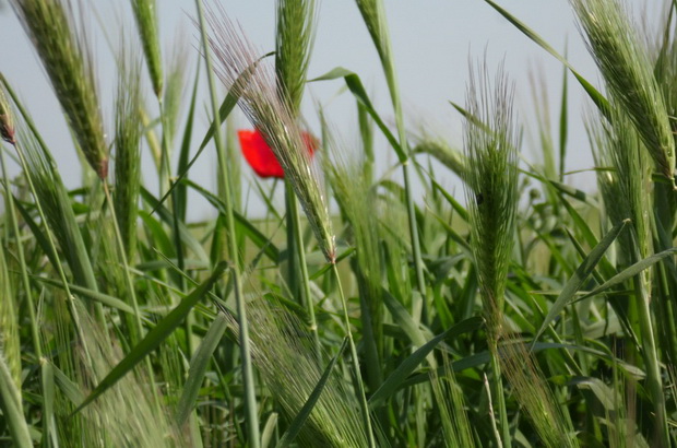 Пшеничният зародиш е богат на хранителни вещества