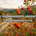 шипките
