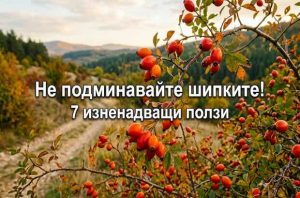 Не подминавайте шипките! 7 изненадващи ползи